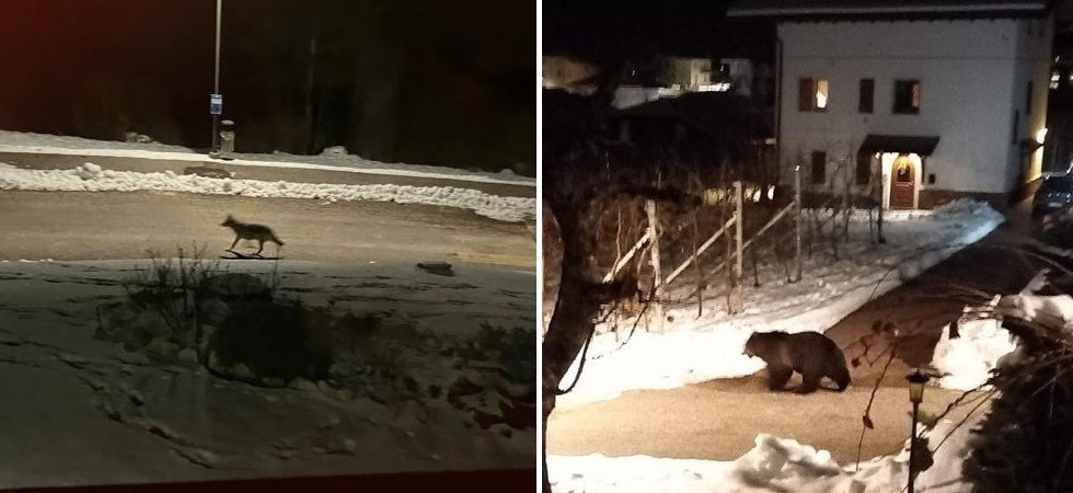 A sinistra uno sciacallo dorato (Foto gruppo Fb. Fiemme e Fassa il ritorno del lupo) a destra una foto d’archivio di un orso A sinistra uno sciacallo dorato (Foto gruppo Fb
